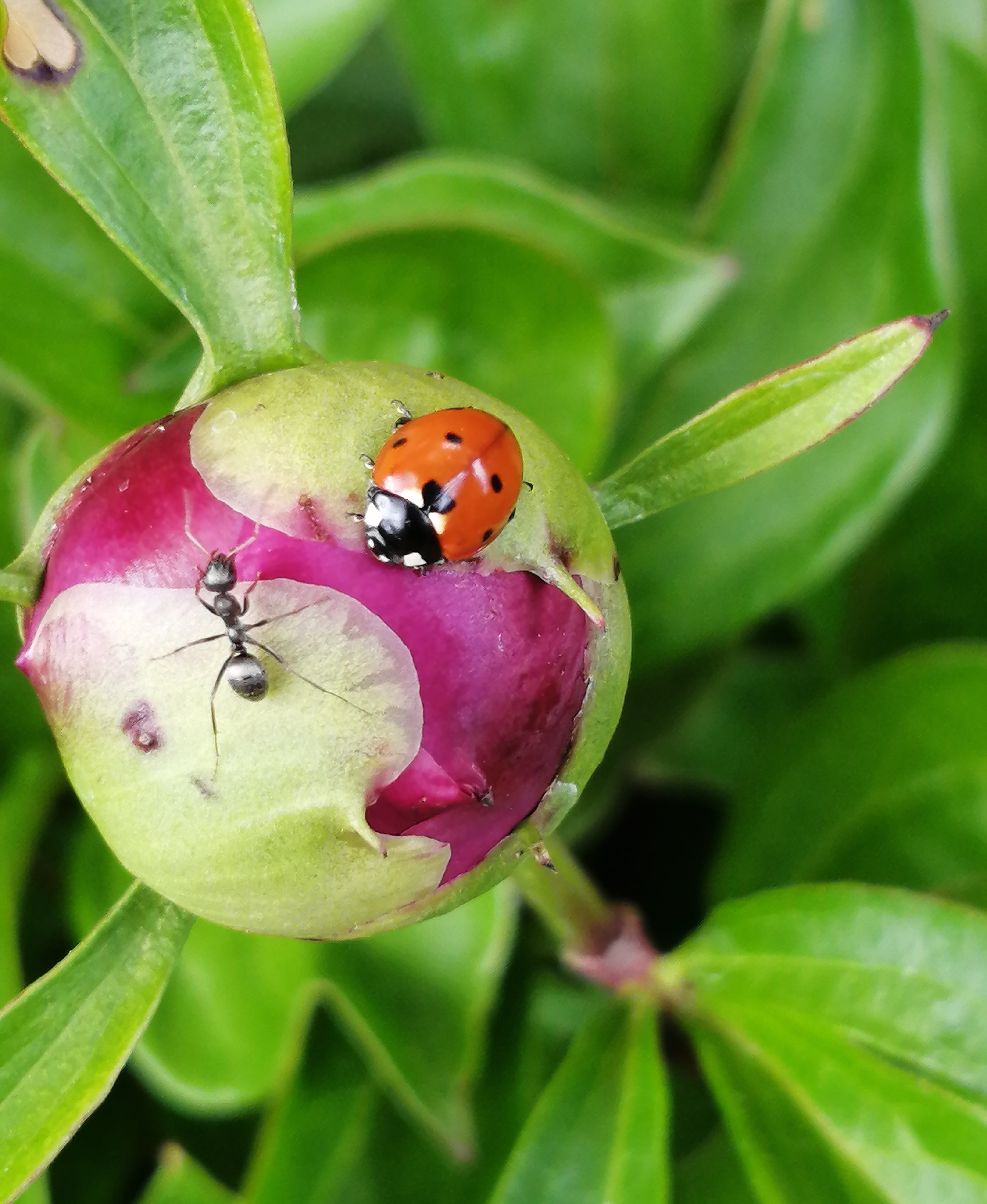 ladybug and ant on a flower